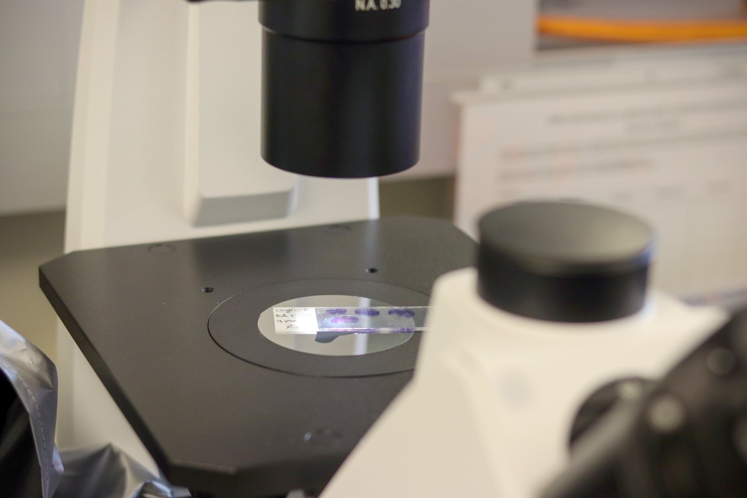 lab equipment under microscope