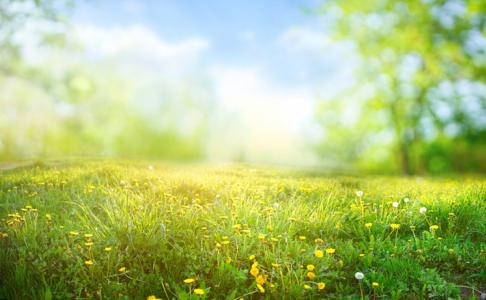 Picture of a field of green grass that looks like summer